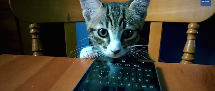 Microsoft надеется привлечь внимание к смартфонам с помощью котов