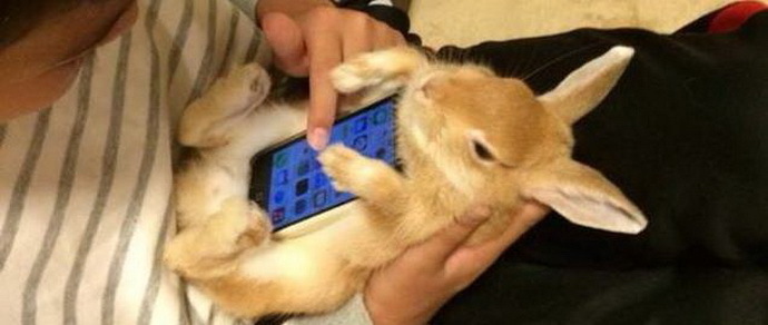 Фотофакт: в Японии живых кроликов используют в качестве «чехлов» для смартфонов