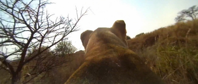 GoPro на спине львицы сняла охоту животного